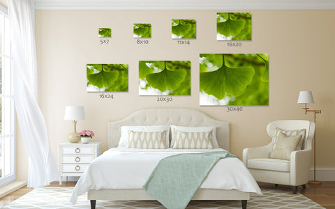 Ginkgo Tree Photograph, Ginkgo Leaf Photo - april bern art & photography