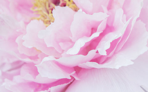 Pink Peony Art Print - Peony Photography - april bern art & photography