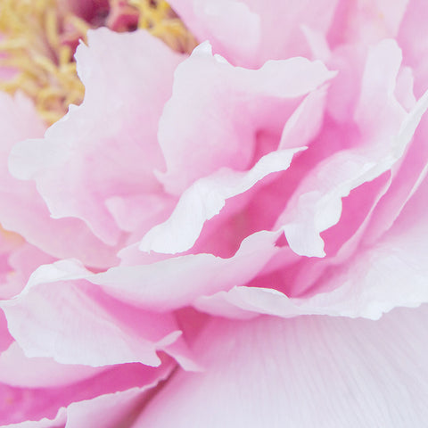 Pink Peony Art Print - Peony Photography - april bern art & photography