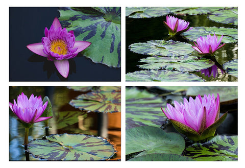 Waterlily Garden -  Set of 4 Waterlily Art Prints - april bern photography