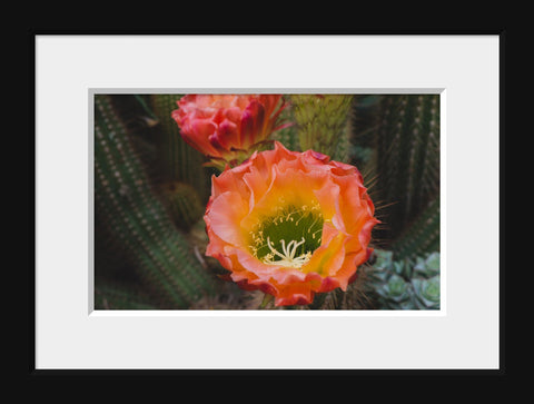Cactus Blooms Art Print - Desert Art - april bern art & photography