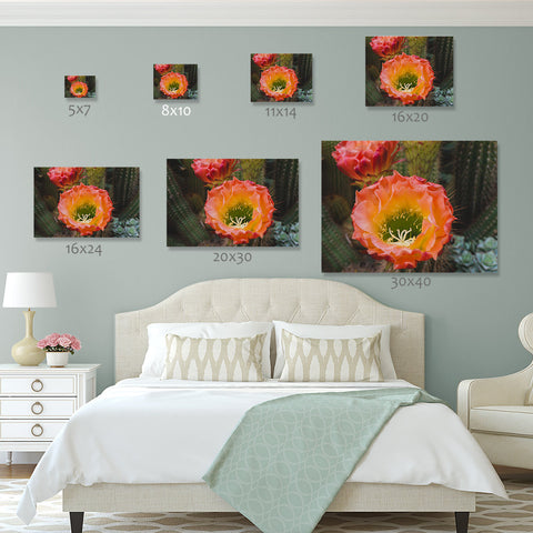 Cactus Bloom Wall Art - Ready to Hang Gallery Wrapped Canvas - april bern art & photography