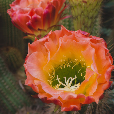 Cactus Bloom Wall Art - Ready to Hang Gallery Wrapped Canvas - april bern art & photography