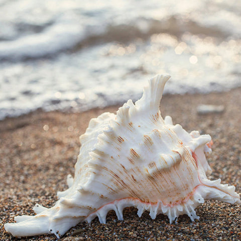 Shell Fine Art Print - Beach Home Decor - april bern art & photography