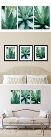 Set of 3 Agave Prints - Succulent Gallery Wall Art - april bern art & photography