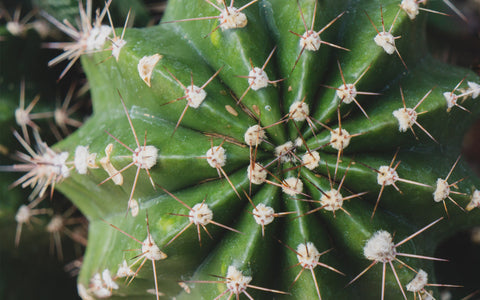 Cactus Wall Art - Ready To Hang Gallery Wrap Canvas Print - april bern art & photography