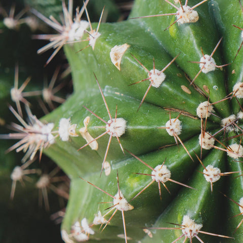 Cactus Wall Art - Ready To Hang Gallery Wrap Canvas Print - april bern art & photography