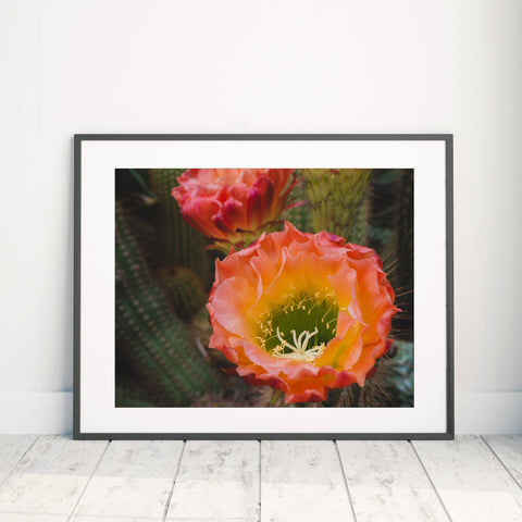 Cactus Blooms Art Print - Desert Art - april bern art & photography