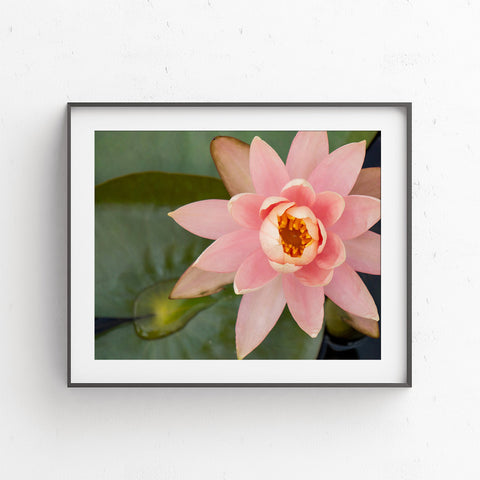 Waterlily Fine Art Photography - april bern art & photography