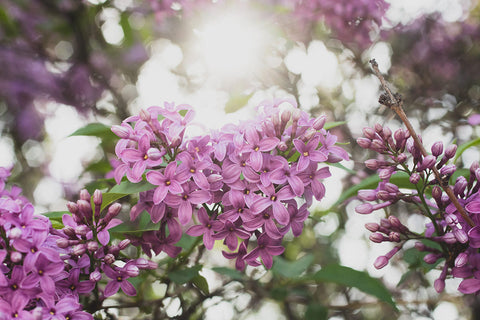 Lilac Floral Canvas Tote Bag - april bern art & photography