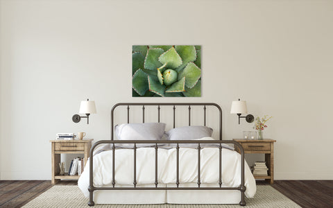 Agave Wall Art - Ready to Hang Gallery Wrapped Canvas - april bern art & photography