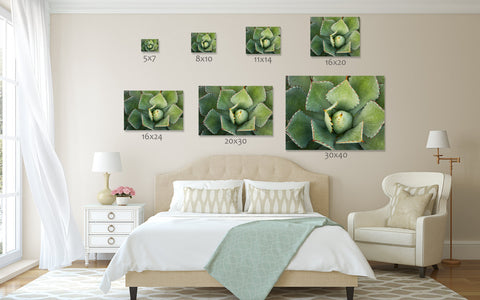 Agave Wall Art - Ready to Hang Gallery Wrapped Canvas - april bern art & photography
