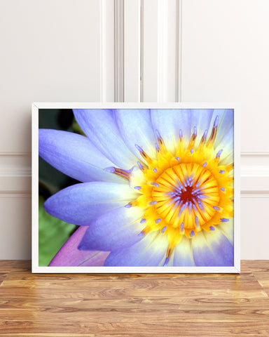Purple Water Lily Fine Art Print - april bern photography