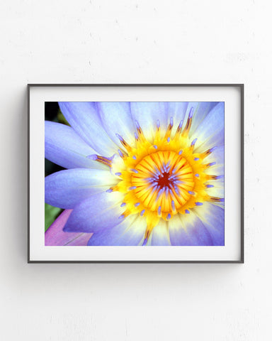 Purple Water Lily Fine Art Print - april bern photography