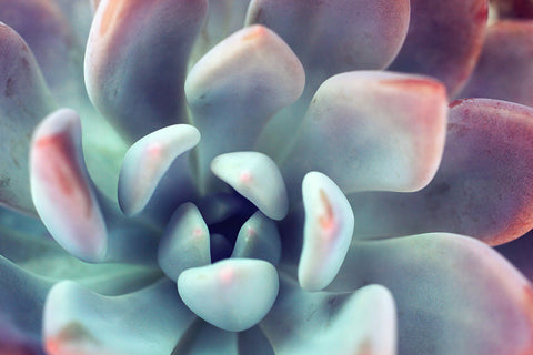Instant Download - Succulent Printable Art - april bern photography