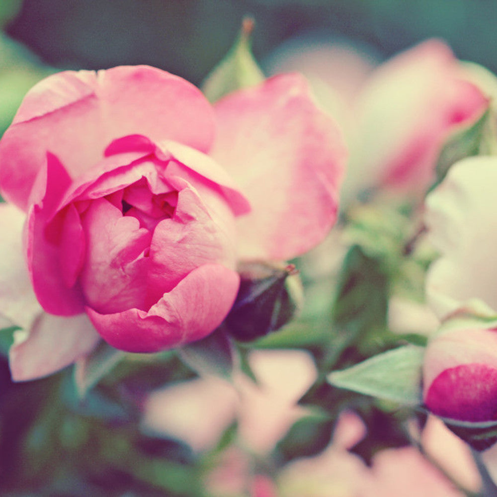 Shabby Chic Rose Fine Art Photography - april bern art & photography