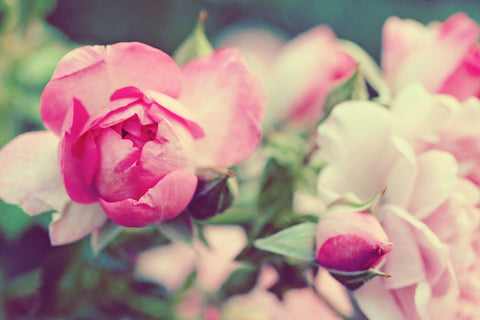 Shabby Chic Rose Fine Art Photography - april bern art & photography