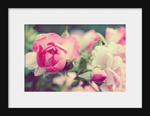 Shabby Chic Rose Fine Art Photography - april bern art & photography