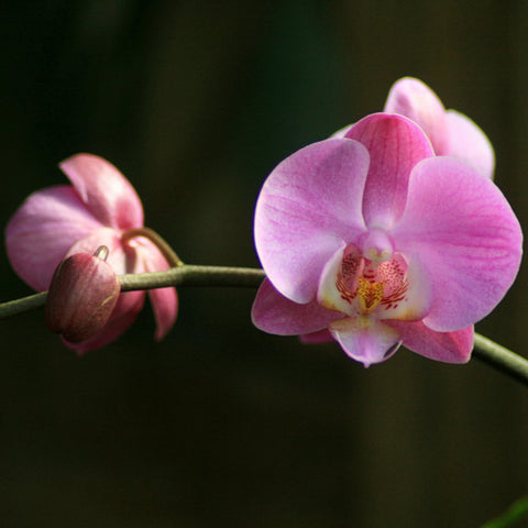 Orchid Branch Fine Art Photography