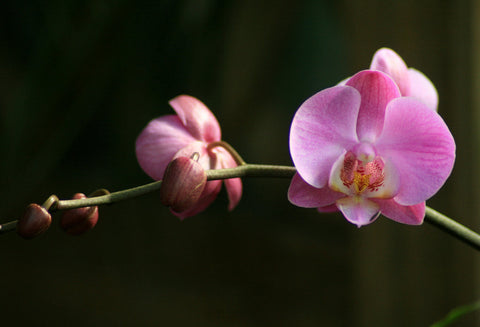 Orchid Branch Fine Art Photography - april bern art & photography