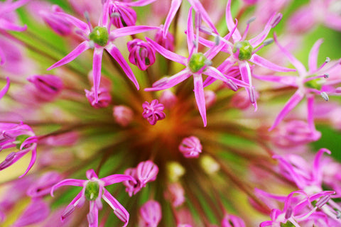 Pink Abstract Botanic Fine Art Print - april bern art & photography