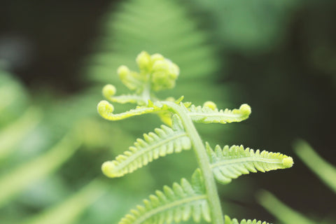 Unfurl 2- Spring Fern Nature Photography - april bern art & photography