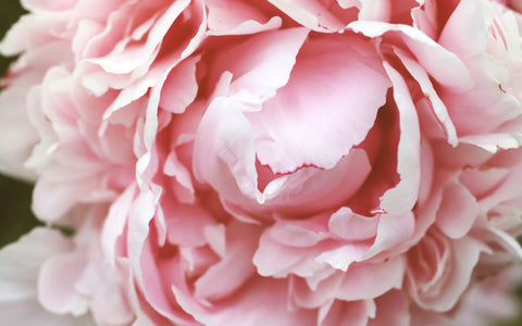 Pink Peony Fine Art Photography - april bern art & photography