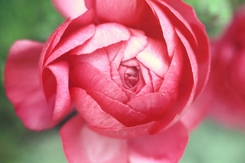 Opening - Pink Peony Fine Art Photography - april bern art & photography