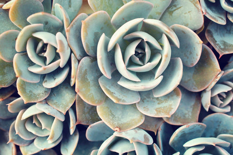 Succulent Photograph, Succulent Wall Decor - april bern art & photography