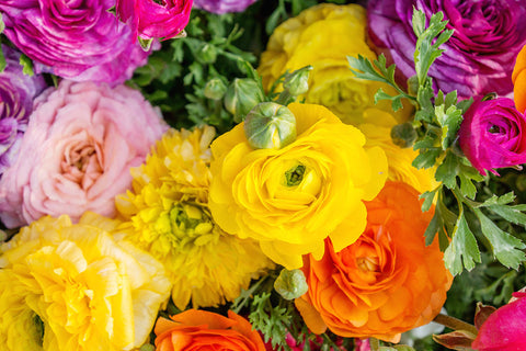 Ranunculus Fine Art Photography - april bern art & photography