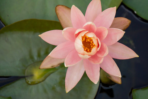 Waterlily Fine Art Photography - april bern art & photography