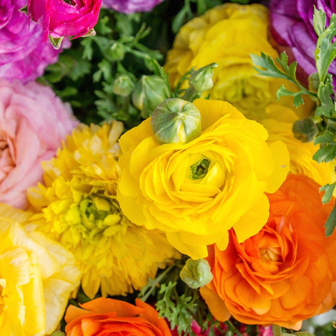 Bold and Bright Ranunculus Fine Art Photo Decorative Throw Pillow Cover - april bern art & photography