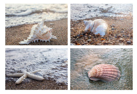 Seashells by the Seashore - Set of 4 Shell Prints - april bern art & photography