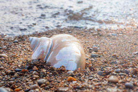 Seashells by the Seashore - Set of 4 Shell Prints - april bern art & photography