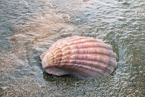 Seashells by the Seashore - Set of 4 Shell Prints - april bern art & photography