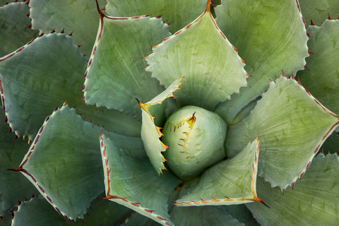Assorted Succulent Notecards-Set of 5 Any Occasion Succulent Greeting Cards - april bern art & photography
