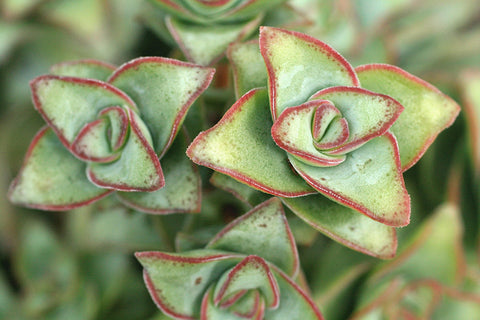 Assorted Succulent Notecards-Set of 5 Any Occasion Succulent Greeting Cards - april bern art & photography