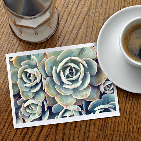 Assorted Succulent Notecards-Set of 5 Any Occasion Succulent Greeting Cards - april bern art & photography