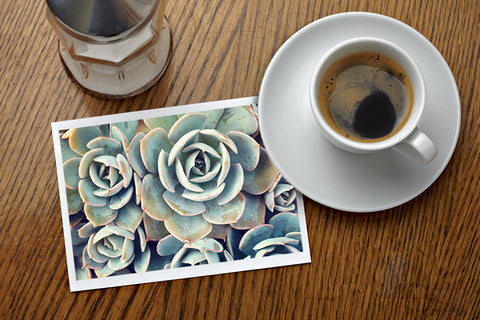 Assorted Succulent Notecards-Set of 5 Any Occasion Succulent Greeting Cards - april bern art & photography