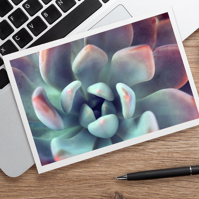 Succulent Notecard, Blank Greeting Card - april bern art & photography