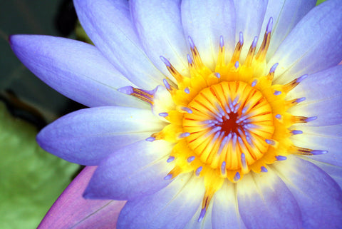 Waterlily Photo Notecard, Blank Greeting Card - april bern art & photography