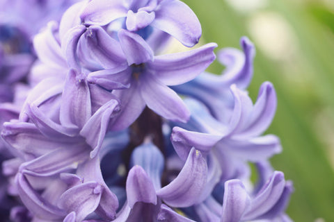 Hyacinth Photo Notecard, Spring Floral Greeting Card - april bern art & photography
