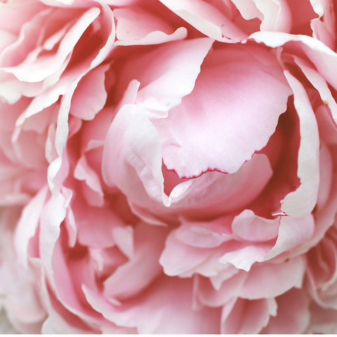 Ready to Ship - 16x16 Pink Peony Photo Canvas Tote Bag - april bern art & photography