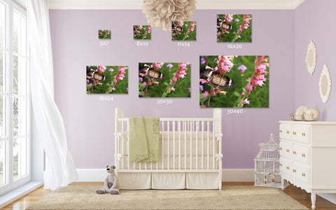 Butterfly Fine Art Photography - april bern art & photography