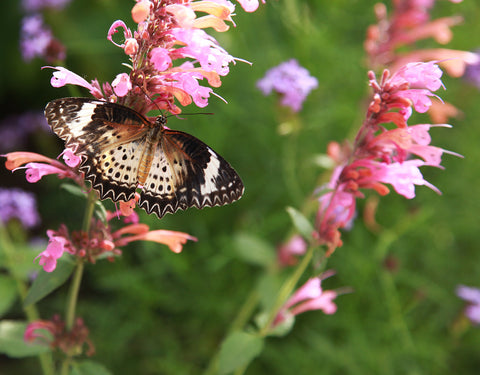 Butterfly Fine Art Photography - april bern art & photography