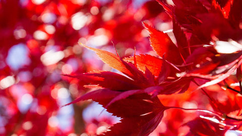 Fiery Autumn Leaves- Fine Art Nature Photography - april bern art & photography