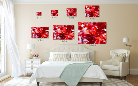 Fiery Autumn Leaves- Fine Art Nature Photography - april bern art & photography