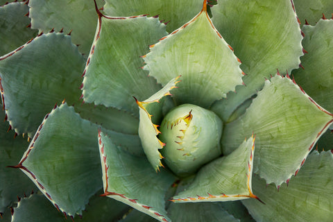 Agave Card, Succulent Photo Card - april bern art & photography