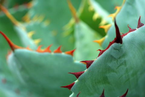 Abstract Agave Card, Succulent Photo Notecard - april bern art & photography
