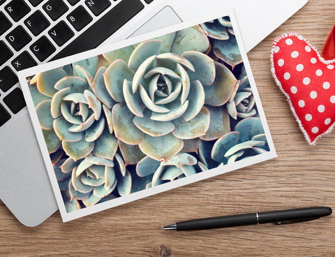 Succulent Card, Blank Notecard Card - april bern art & photography